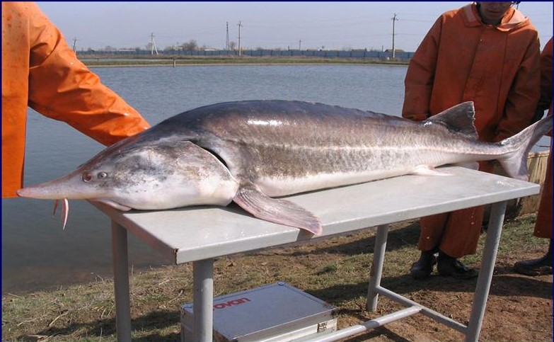 ФГБНУ «ВНИРО» восстанавливает генофонд осетровых рыб